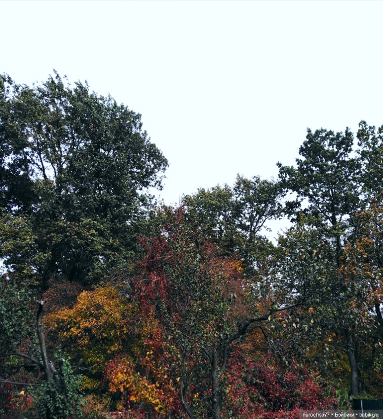 Про Нафочку. Прогулка в лесу