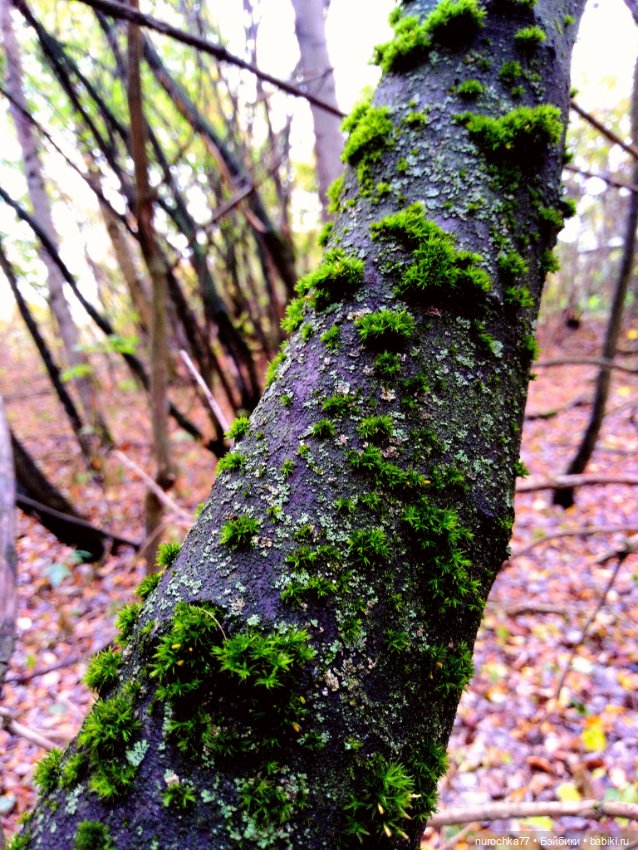 Про Нафочку. Прогулка в лесу