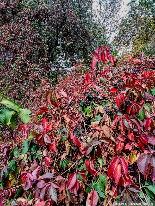 Про Нафочку. Прогулка в лесу (фото 10)