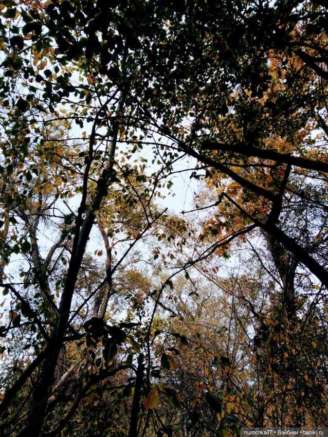 Про Нафочку. Прогулка в лесу