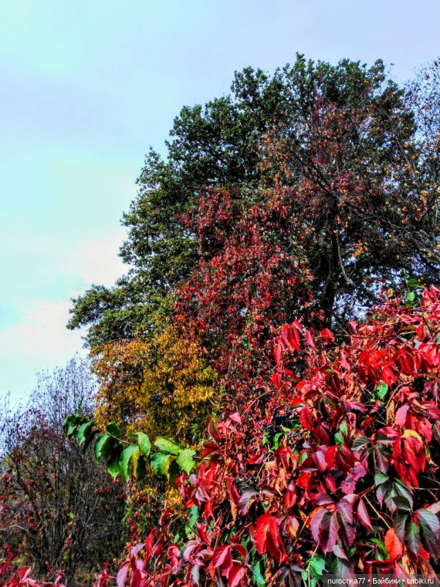 Про Нафочку. Прогулка в лесу