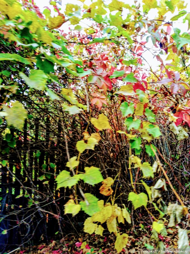 Про Нафочку. Прогулка в лесу (фото 9)