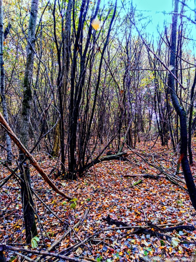 Про Нафочку. Прогулка в лесу