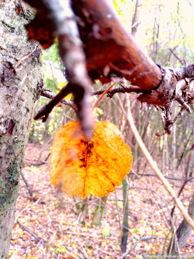 Про Нафочку. Прогулка в лесу