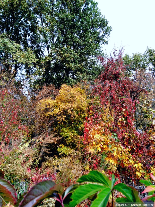 Про Нафочку. Прогулка в лесу