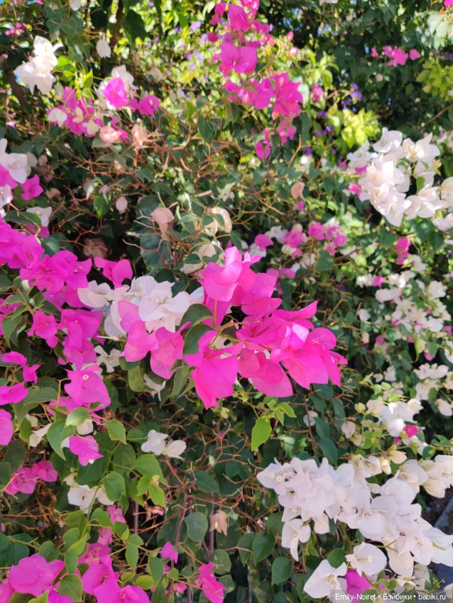 Турция, Бодрум (часть 2) — Туризм и путешествия: фотоотчеты из поездок