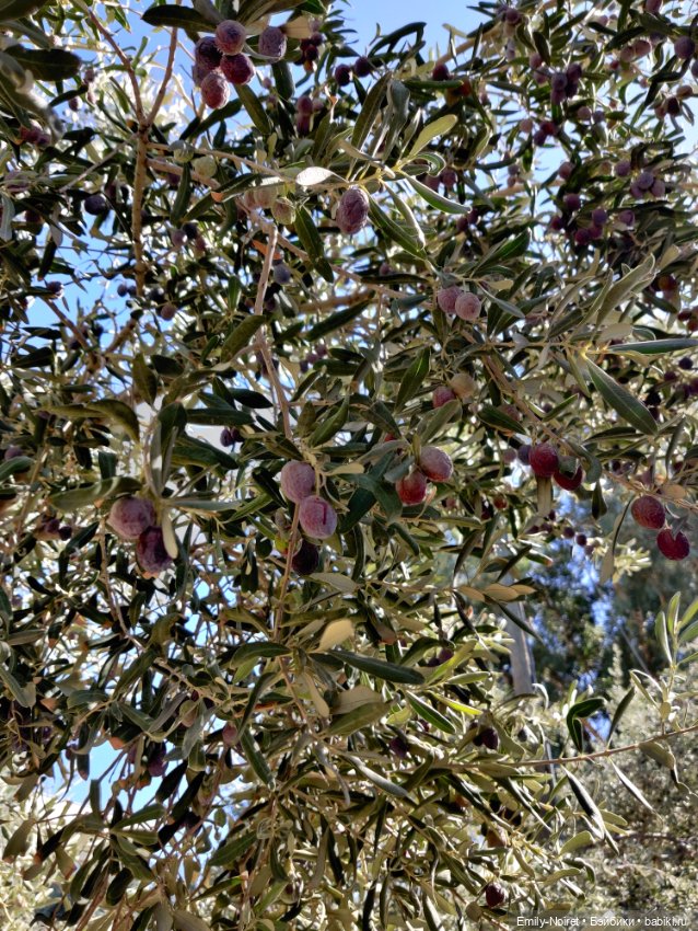 Турция, Бодрум (часть 5) — Туризм и путешествия: фотоотчеты из поездок