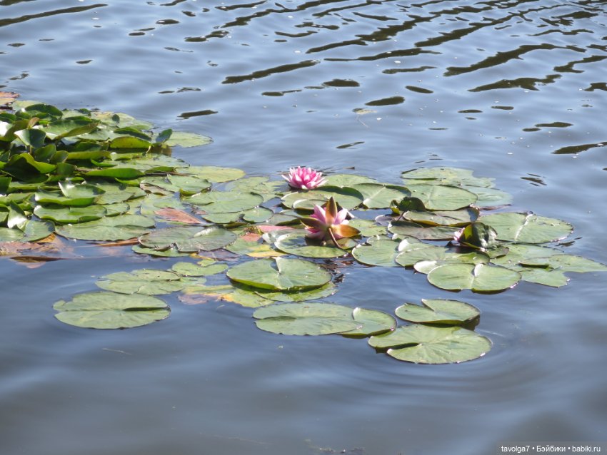 Очень интересная банда мальчишек на Балтике (фото 4)