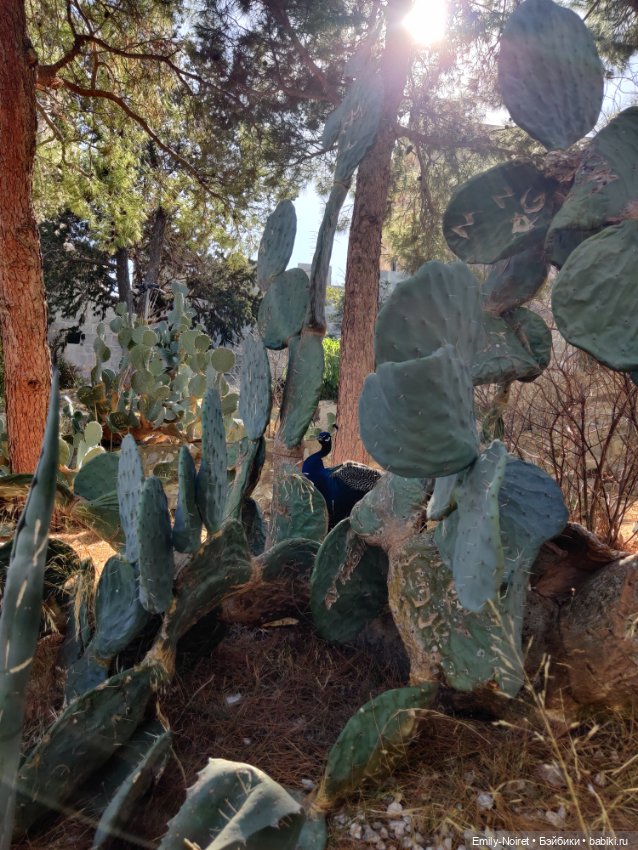 Турция, Бодрум (часть 9) — Туризм и путешествия: фотоотчеты из поездок