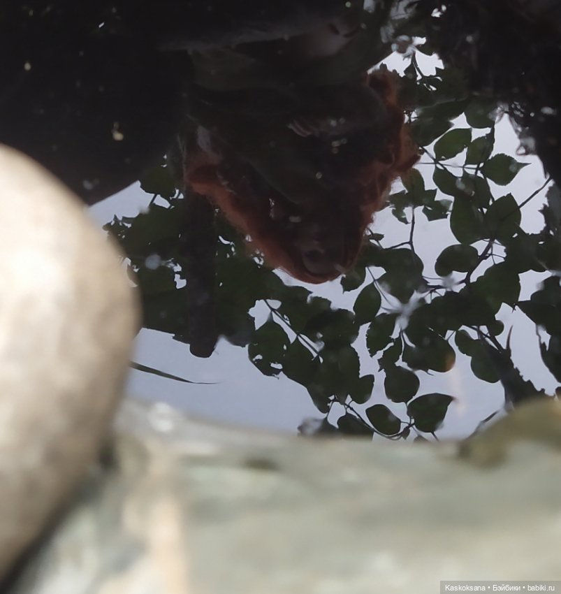 Хозяйка Рыжа - Осень — Гибриды шарнирных кукол (не БЖД): подбор тела