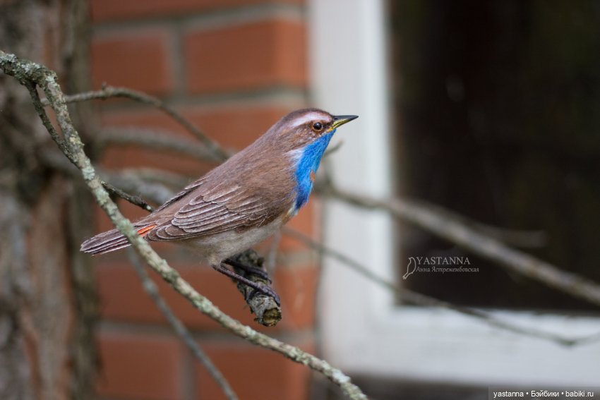 Варакушечка — Валяные игрушки из шерсти: сухое валяние (фото 5)