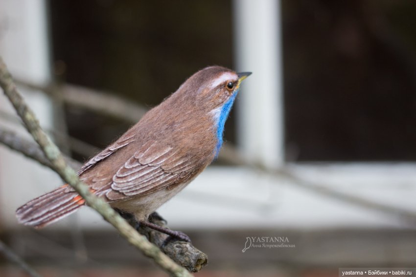 Варакушечка — Валяные игрушки из шерсти: сухое валяние (фото 9)
