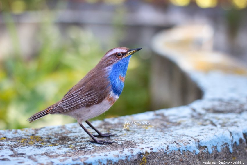 Варакушечка — Валяные игрушки из шерсти: сухое валяние (фото 2)