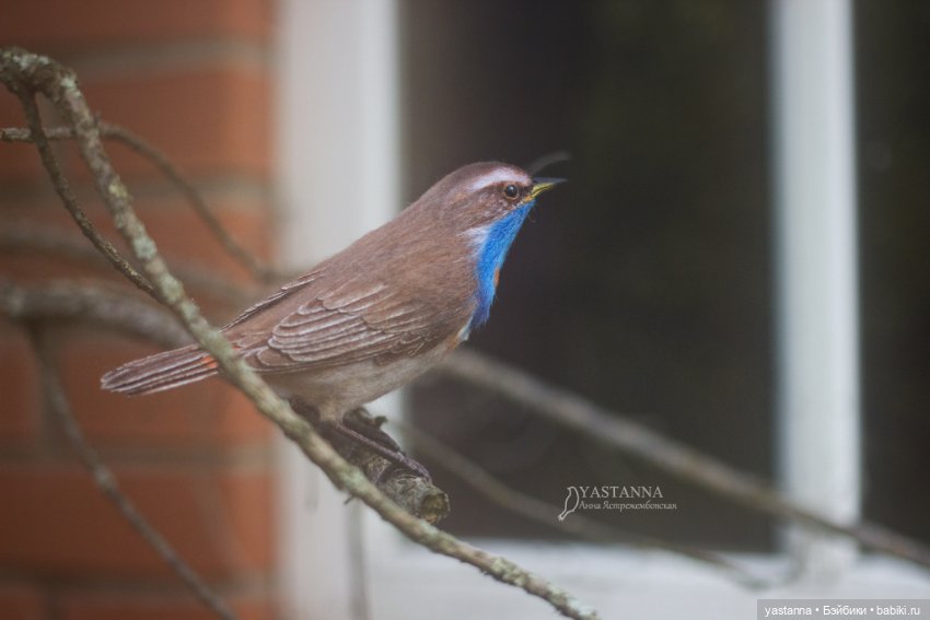 Варакушечка — Валяные игрушки из шерсти: сухое валяние (фото 4)