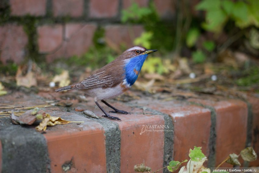 Варакушечка — Валяные игрушки из шерсти: сухое валяние