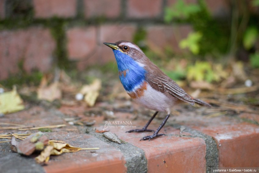 Варакушечка — Валяные игрушки из шерсти: сухое валяние