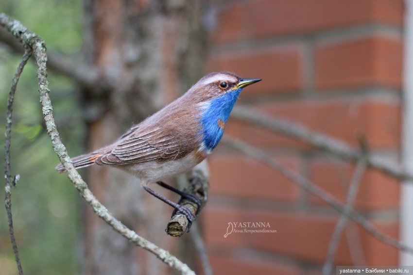 Варакушечка — Валяные игрушки из шерсти: сухое валяние (фото 7)