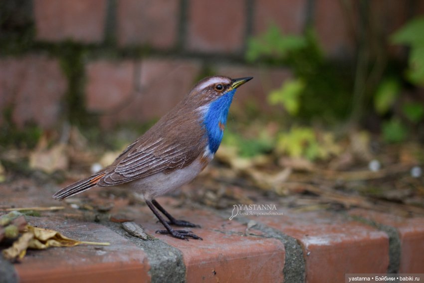 Варакушечка — Валяные игрушки из шерсти: сухое валяние