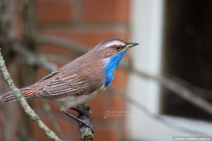 Варакушечка — Валяные игрушки из шерсти: сухое валяние (фото 8)