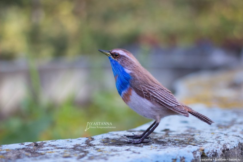 Варакушечка — Валяные игрушки из шерсти: сухое валяние