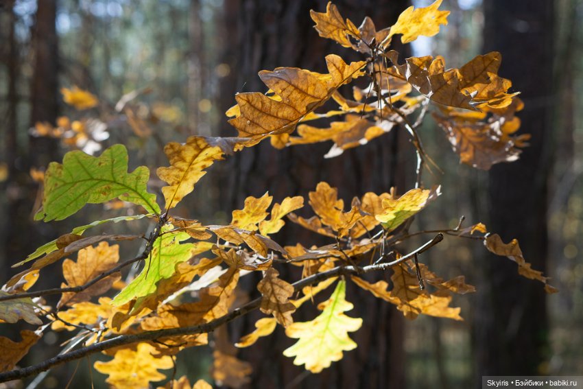 Zwergnase Ann-Maja: девочка осень и лисенок