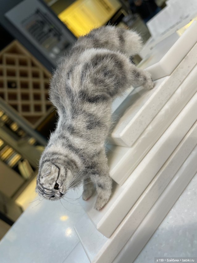 Котик — Домашние фото авторских игрушек: Тедди