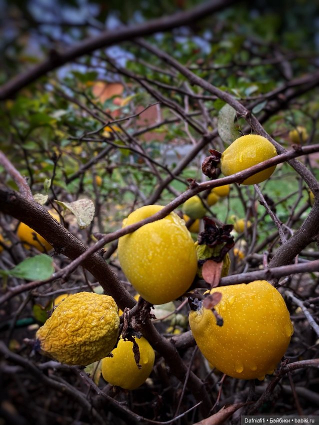 Амели — Куклы Circus Kane (Nefer Kane): французские BJD (БЖД) (фото 7)