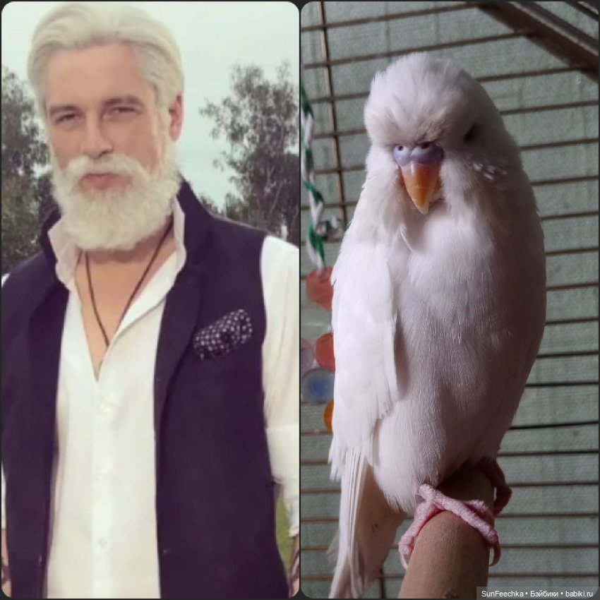 Чопер - наша звезда 🌟 — В мире животных: смешные фото питомцев и зверей (фото 2)