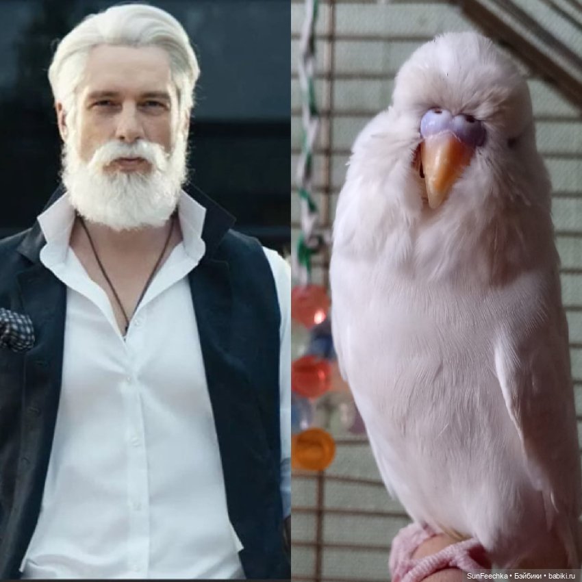 Чопер - наша звезда 🌟 — В мире животных: смешные фото питомцев и зверей