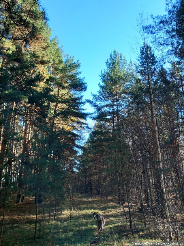 Мои золОтенькие😄 — Куклы Ruby Red (Руби Ред) Fashion Friends: Siblies (фото 2)