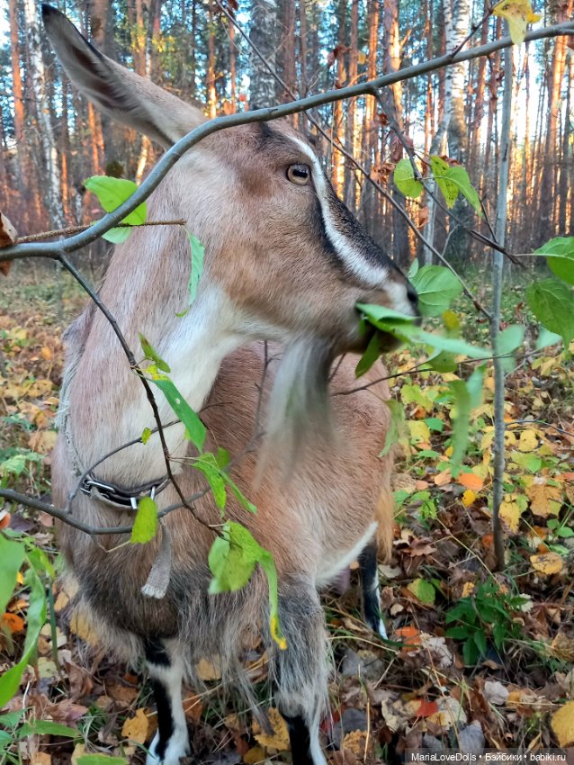 Мои золОтенькие😄 — Куклы Ruby Red (Руби Ред) Fashion Friends: Siblies