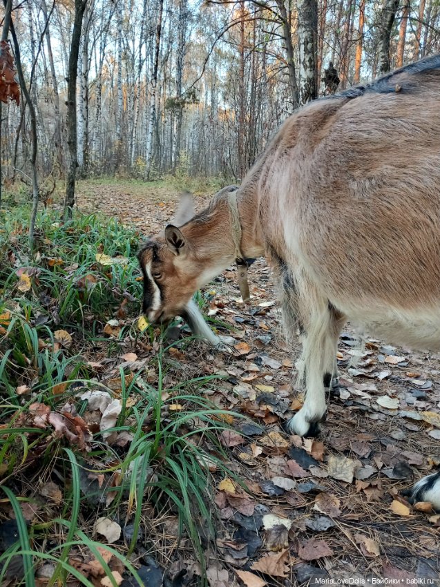 Мои золОтенькие😄 — Куклы Ruby Red (Руби Ред) Fashion Friends: Siblies
