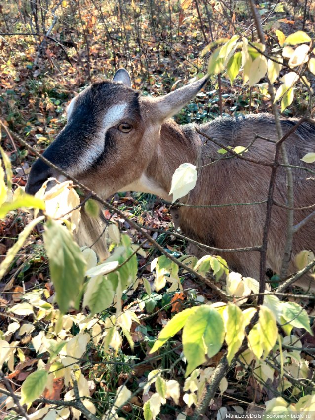 Мои золОтенькие😄 — Куклы Ruby Red (Руби Ред) Fashion Friends: Siblies