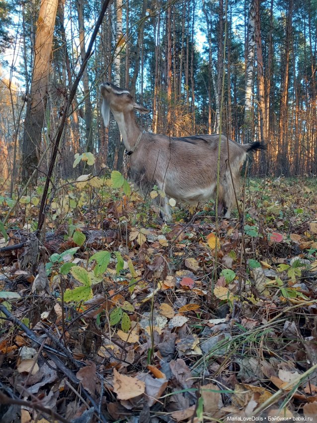 Мои золОтенькие😄 — Куклы Ruby Red (Руби Ред) Fashion Friends: Siblies