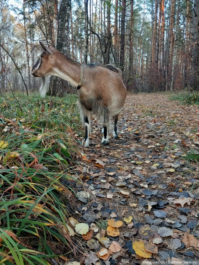 Мои золОтенькие😄 — Куклы Ruby Red (Руби Ред) Fashion Friends: Siblies