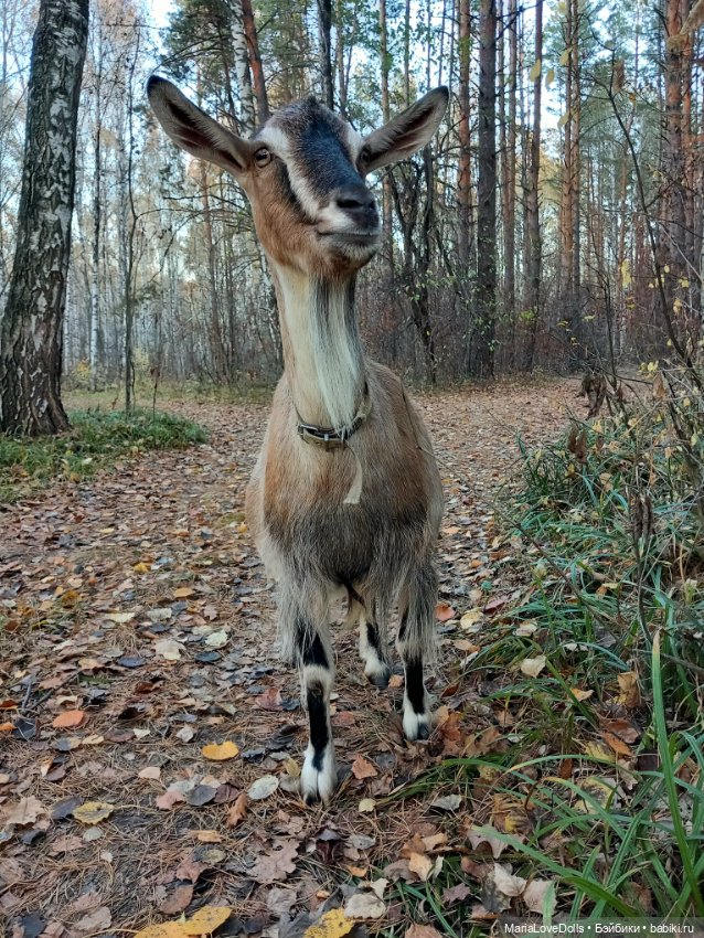 Мои золОтенькие😄 — Куклы Ruby Red (Руби Ред) Fashion Friends: Siblies