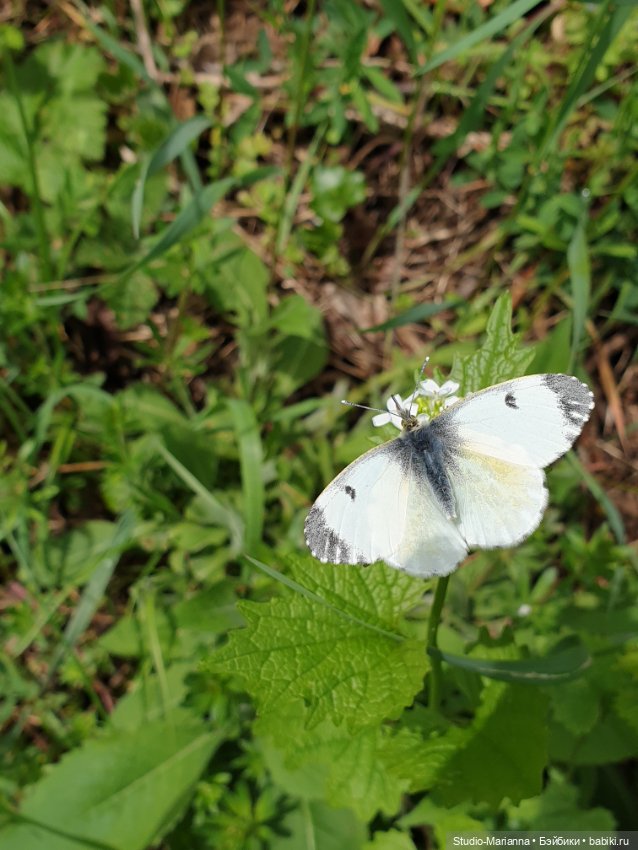 Подарок — Игровые куклы Zwergnase (Цвергназе) Junior: Джуниор