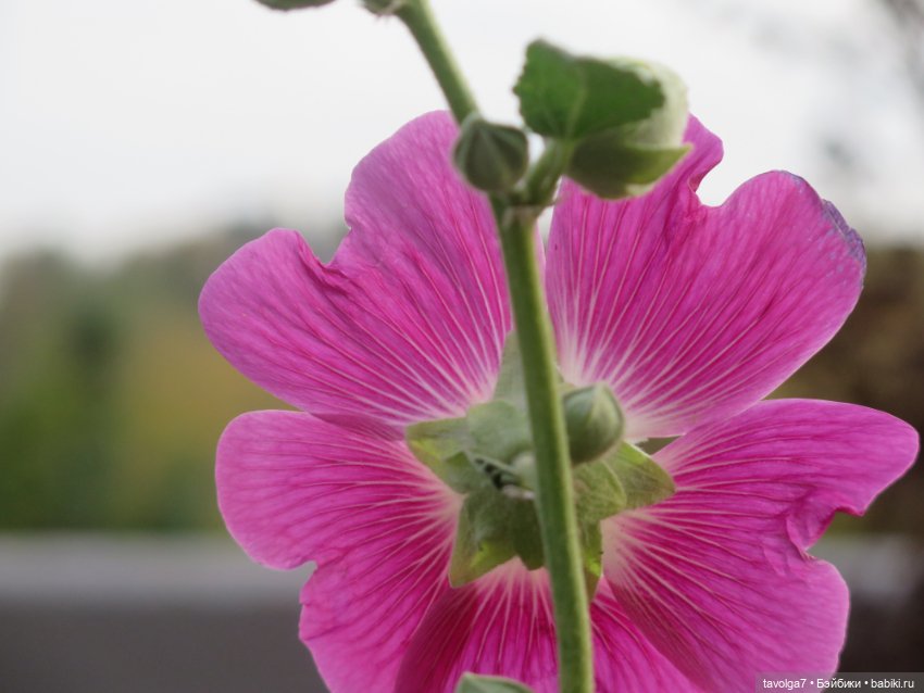 Cappuccino Кролик и компания в осени