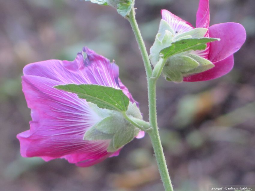 Cappuccino Кролик и компания в осени