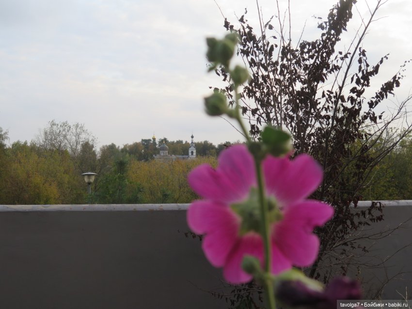 Cappuccino Кролик и компания в осени