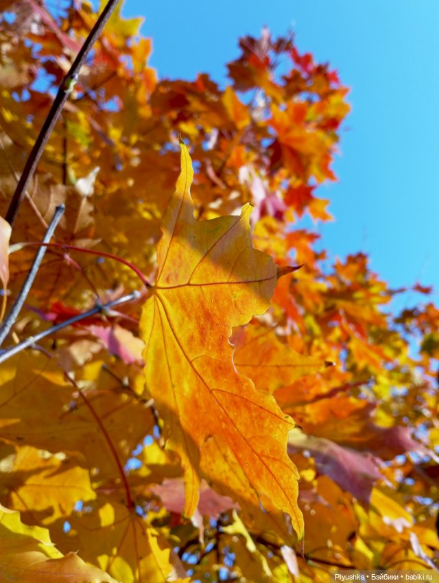 Солнечный осенний денёк 🍁 🍂