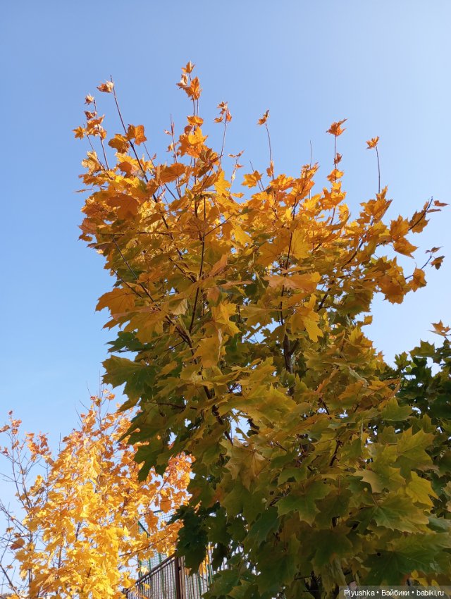 Солнечный осенний денёк 🍁 🍂