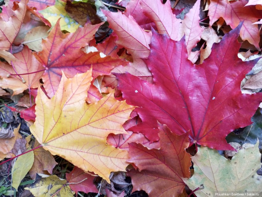 Солнечный осенний денёк 🍁 🍂