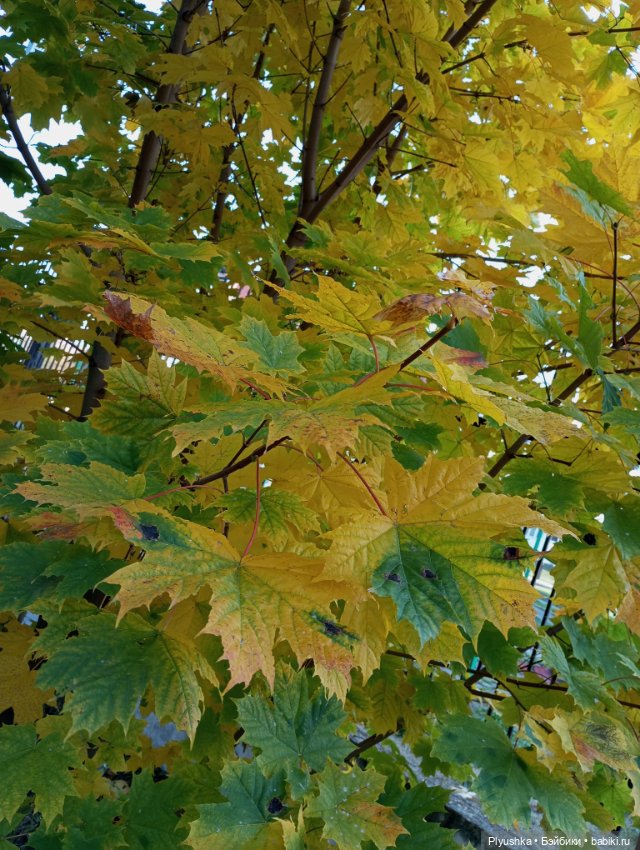 Солнечный осенний денёк 🍁 🍂