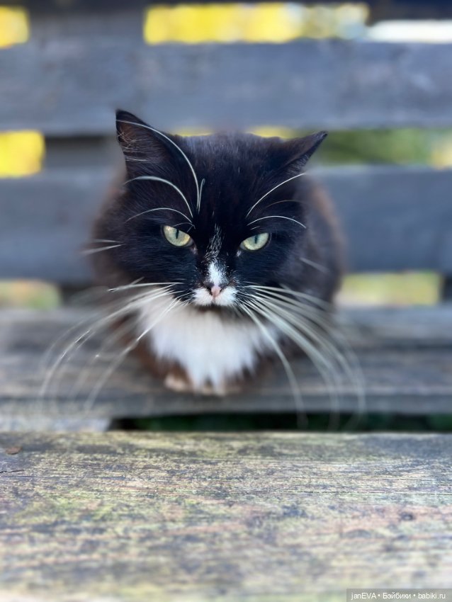 Заяц-Лиса путешествует… — Куклы и тела UFdoll (ЮФдолл): Blind Box