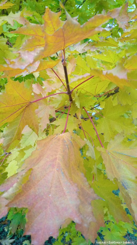 Кураж. Ответственное задание