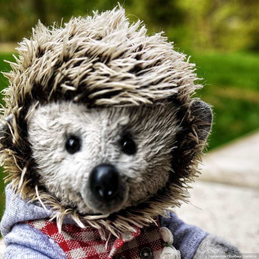 Забавный Ёжик в клетчатой курточке (фото 10)