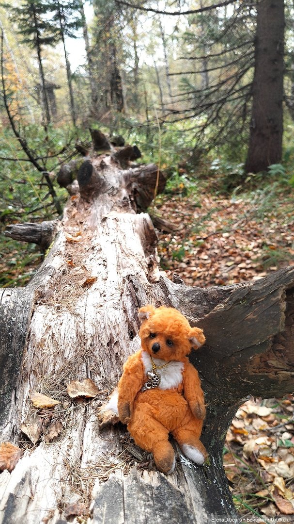 Тедди и путешествия — Авторские мишки Тедди и друзья: фото