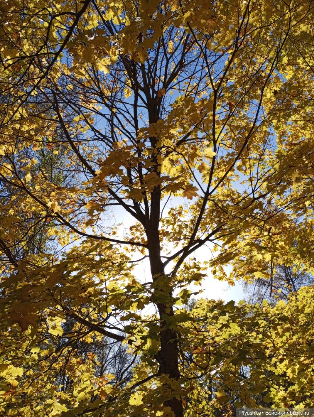 Осенняя Камелия — Игровые куклы разных производителей (Разное): редкие бренды (фото 9)