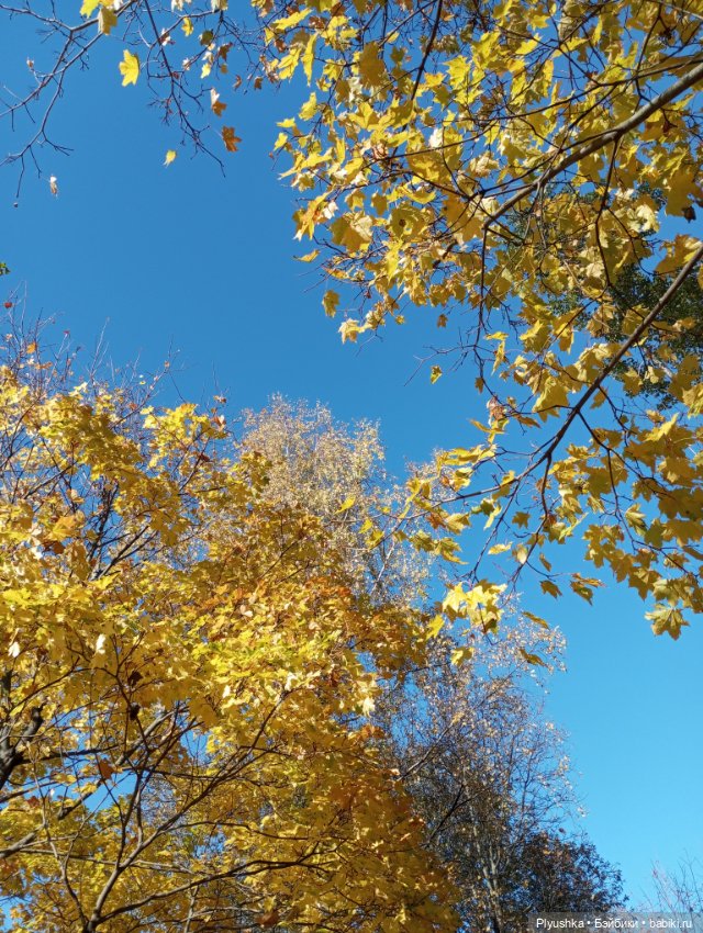 Осенняя Камелия — Игровые куклы разных производителей (Разное): редкие бренды (фото 10)